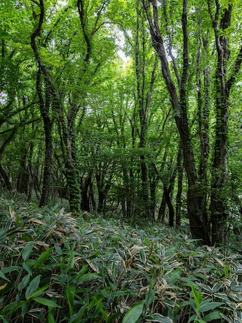 Jeju Forest