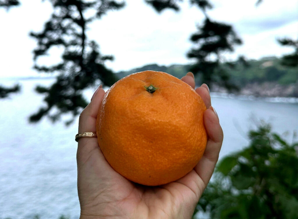 A Big Tasty Tangerine!