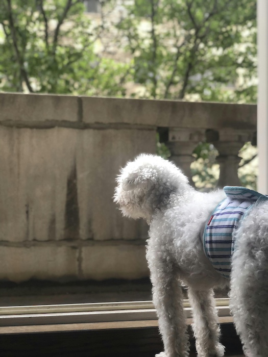 Rudy Staring Out The Door.