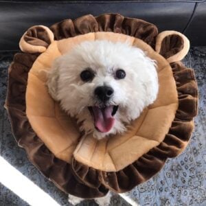 Lessons From My Rescue Dog, Rudy.
