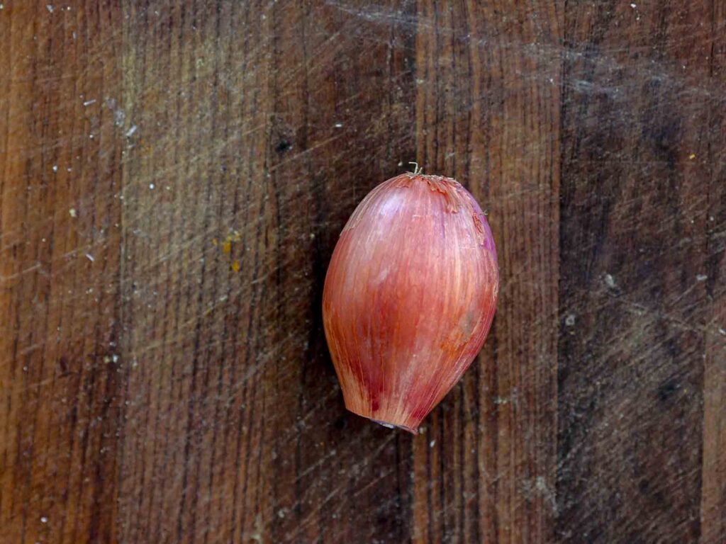 shallot