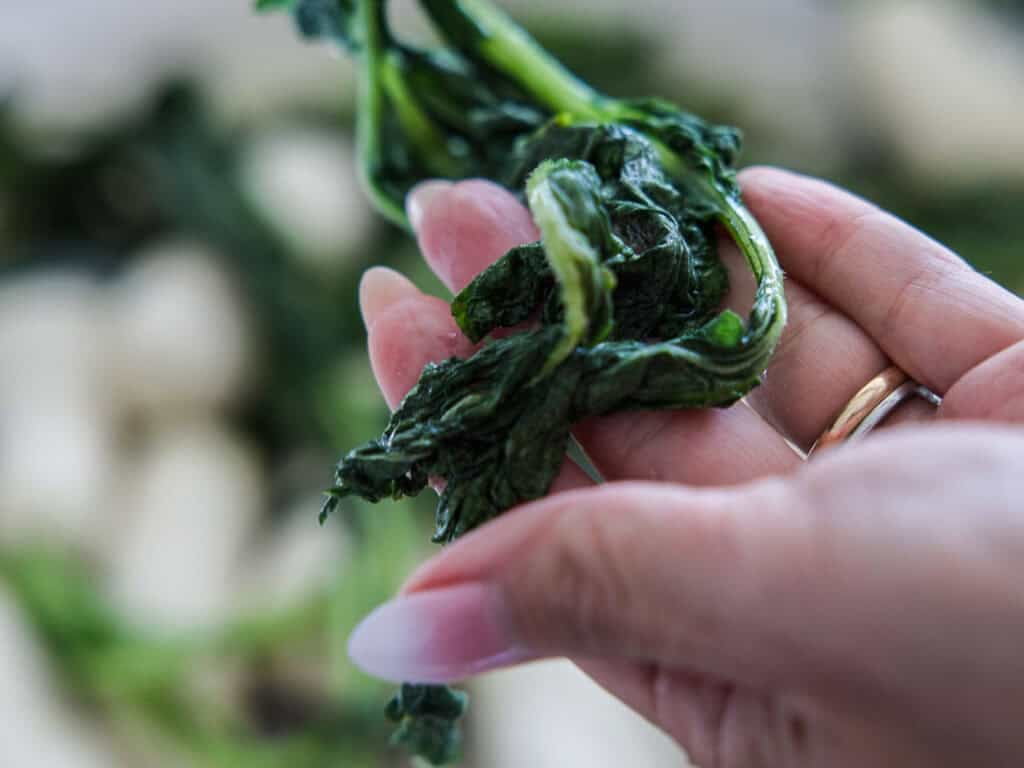 Vegan Ponytail Kimchi aka Chonggak-Kimchi Recipe. 29 Close-up of a hand holding wilted green leafy vegetables for Ponytail Kimchi, with blurred background. The hand has long, manicured nails and is wearing a gold ring—perfect for trying your own Vegan Chonggak-Kimchi Recipe.