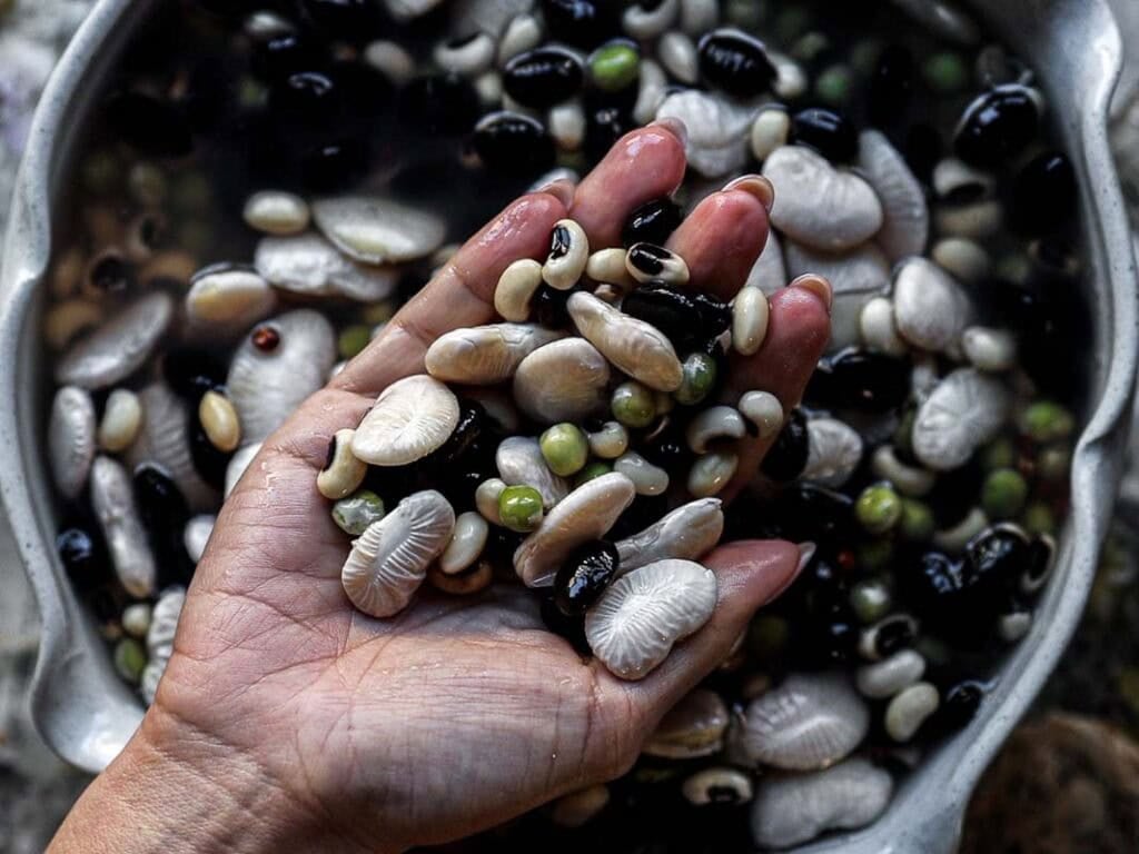 Gut Healthy Korean Multigrain Rice - Japgokbap (잡곡밥) 4 A close-up of a hand holding a variety of soaked beans over a bowl filled with more beans and water, showcasing gut healthy ingredients often found in Japgokbap—Korean multigrain rice—including white, black, and green beans.