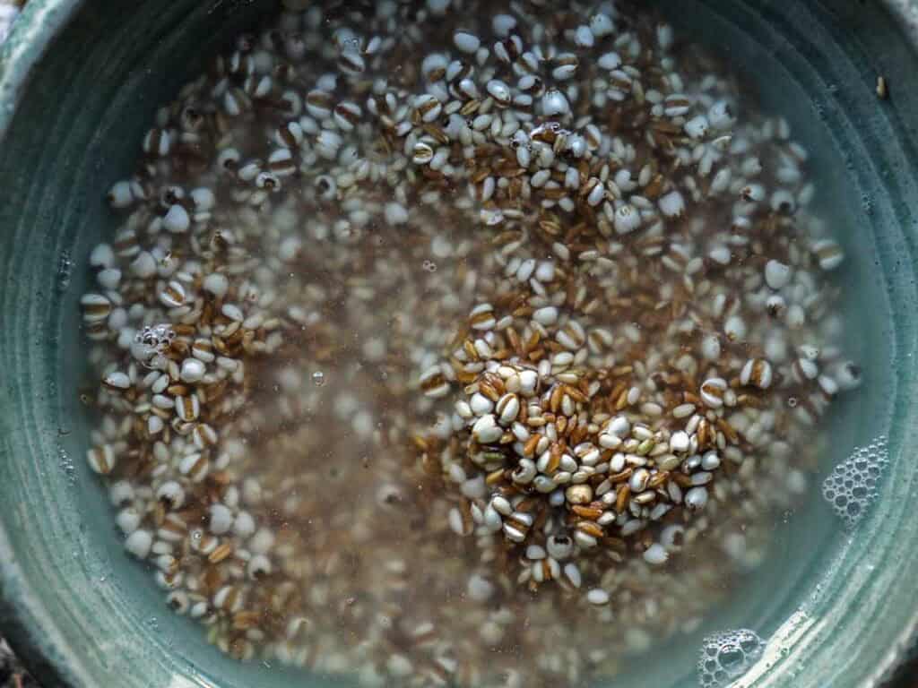 Gut Healthy Korean Multigrain Rice - Japgokbap (잡곡밥) 11 A close-up of gut healthy grains soaking in water inside a green ceramic bowl; the water appears cloudy, and the grains—used in Korean multigrain rice, or Japgokbap—are partially swollen and floating.