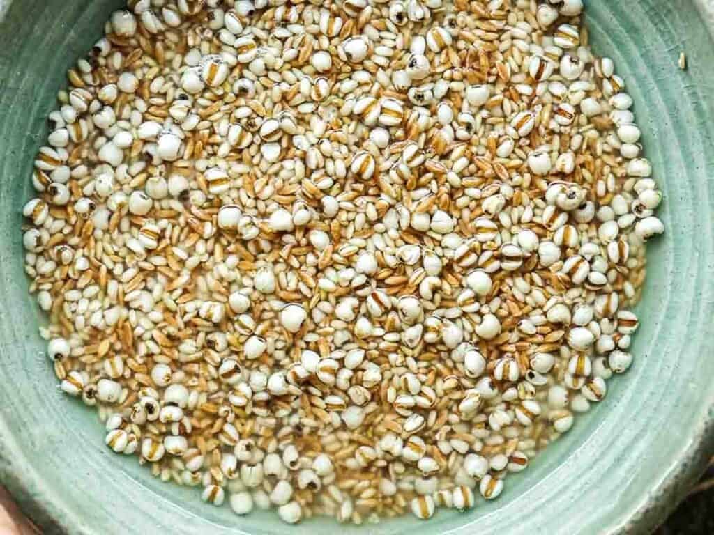 Gut Healthy Korean Multigrain Rice - Japgokbap (잡곡밥) 12 A close-up of a green bowl filled with grains soaking in water, including pearl barley and what appears to be sorghum—classic ingredients for gut healthy Korean multigrain rice, or japgokbap—with the grains partially submerged.