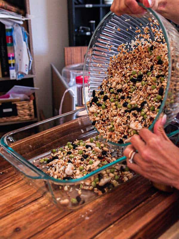 Gut Healthy Korean Multigrain Rice - Japgokbap (잡곡밥) 16 A person pours a bowl of assorted dried beans and grains—perfect for Japgokbap, or Korean multigrain rice—into a glass baking dish on a wooden table, preparing these gut healthy ingredients in a cozy home kitchen setting.
